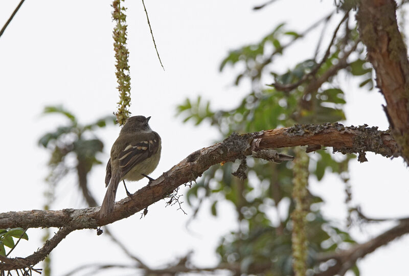 White-throated Tyrannulet