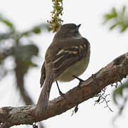 White-throated Tyrannulet