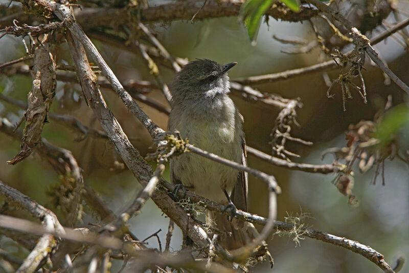 White-throated Tyrannulet