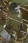 White-throated Tyrannulet