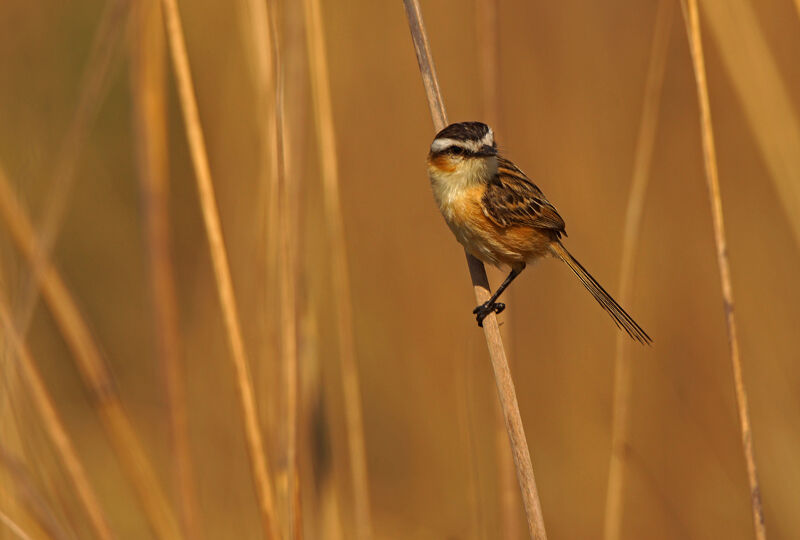 Sharp-tailed Grass Tyrant