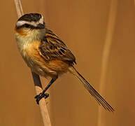 Sharp-tailed Grass Tyrant