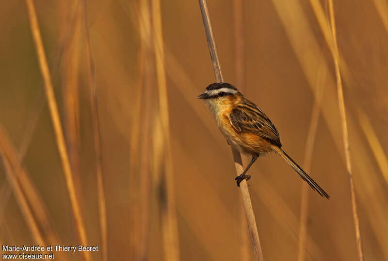 Sharp-tailed Grass Tyrantadult, identification