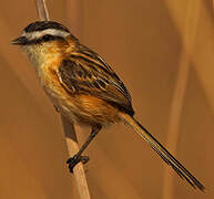 Sharp-tailed Grass Tyrant