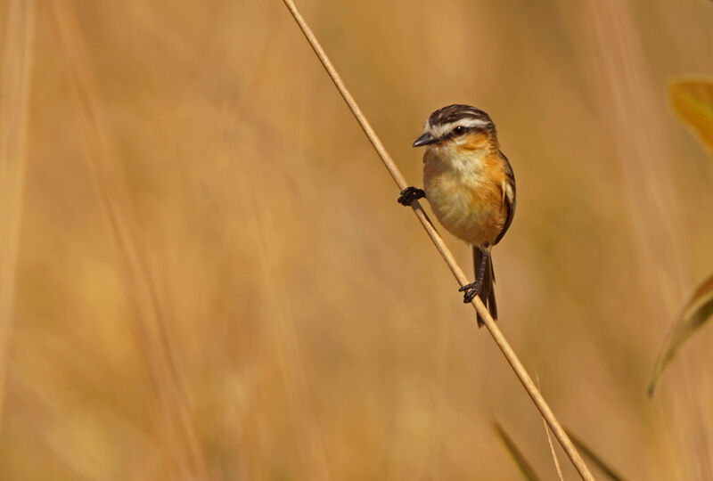 Sharp-tailed Grass Tyrant