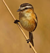 Sharp-tailed Grass Tyrant