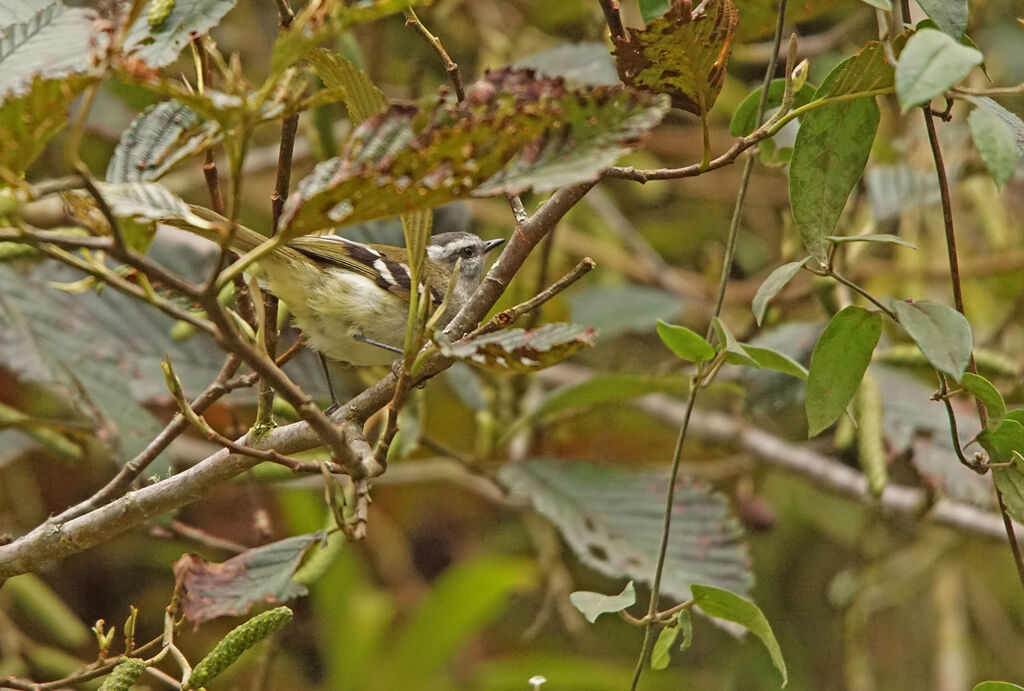 Tyranneau à sourcils blancs