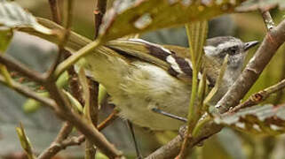 White-banded Tyrannulet