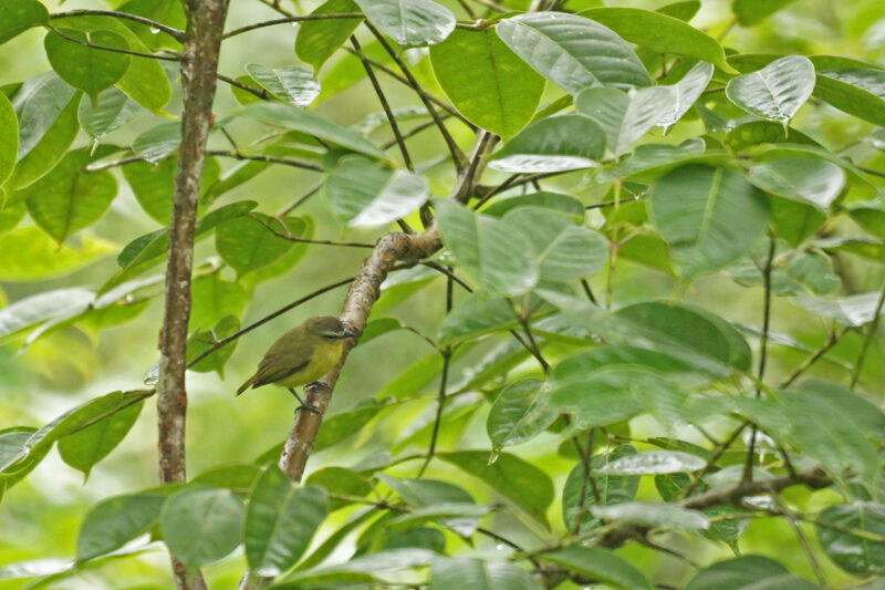 Tyranneau à tête brune