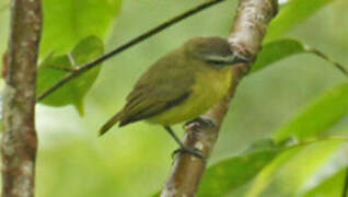 Brown-capped Tyrannulet