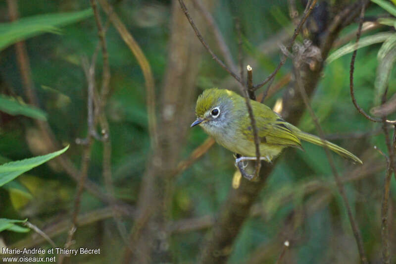 Serra do Mar Tyrannulet