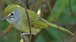 Serra do Mar Tyrannulet