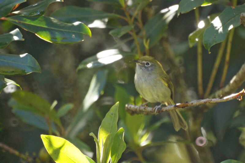 Serra do Mar Tyrannulet