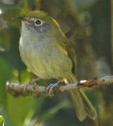 Serra do Mar Tyrannulet