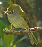 Serra do Mar Tyrannulet