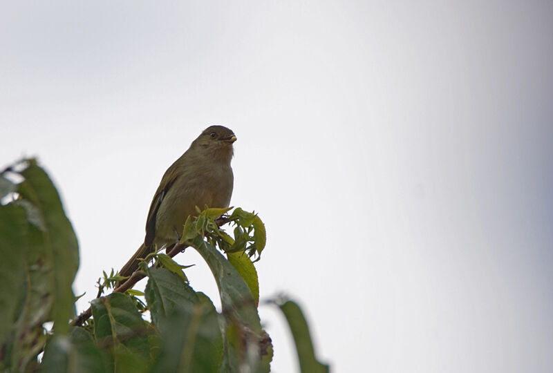 Bolivian Tyrannulet