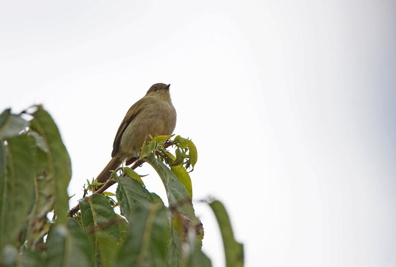 Tyranneau de Bolivie