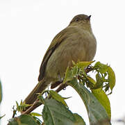 Bolivian Tyrannulet