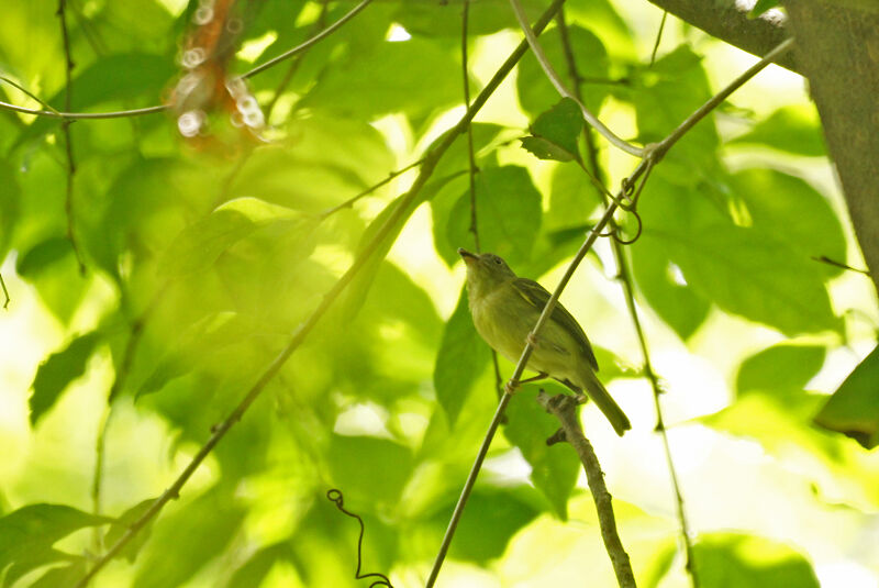 Southern Bentbill