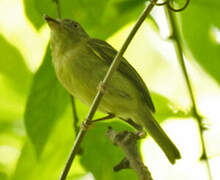 Southern Bentbill