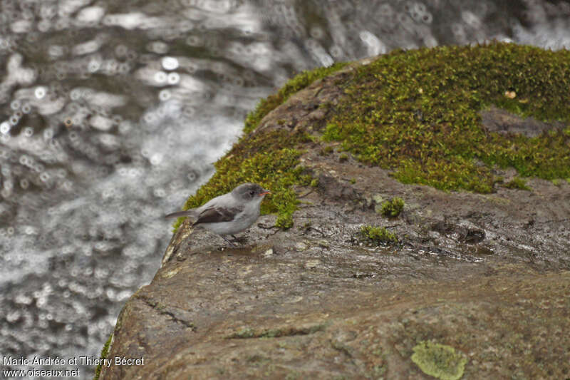 Tyranneau des torrentsjuvénile, identification