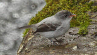 Torrent Tyrannulet