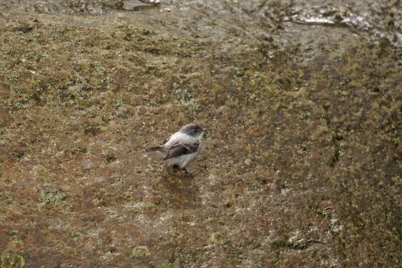 Torrent Tyrannulet