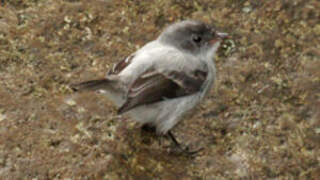 Torrent Tyrannulet