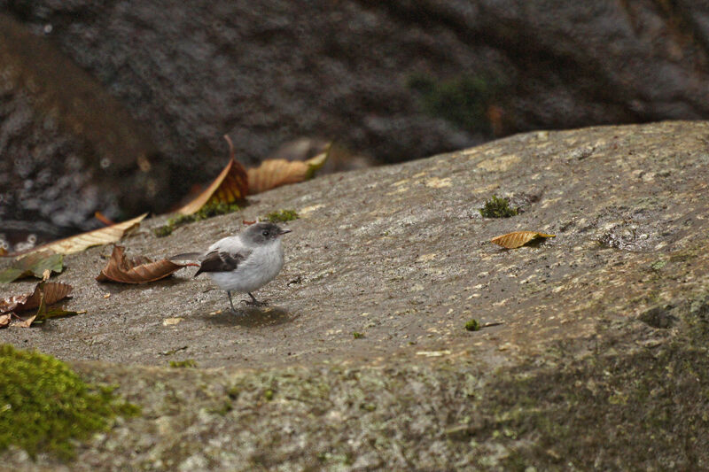 Torrent Tyrannulet