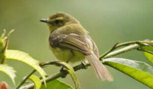 Yellow Tyrannulet