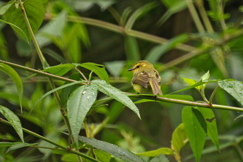 Yellow Tyrannulet