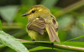 Yellow Tyrannulet