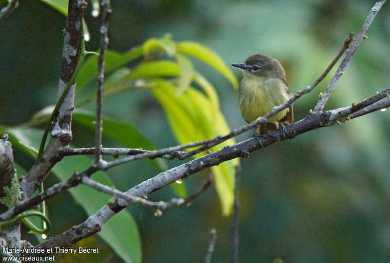 Amazonian Inezia, close-up portrait