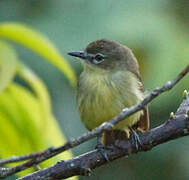 Amazonian Inezia