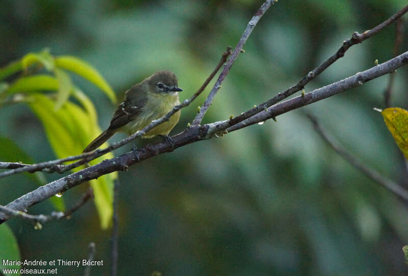 Tyranneau givréadulte, identification