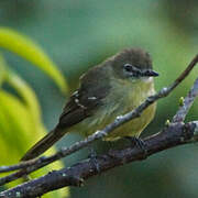 Amazonian Inezia