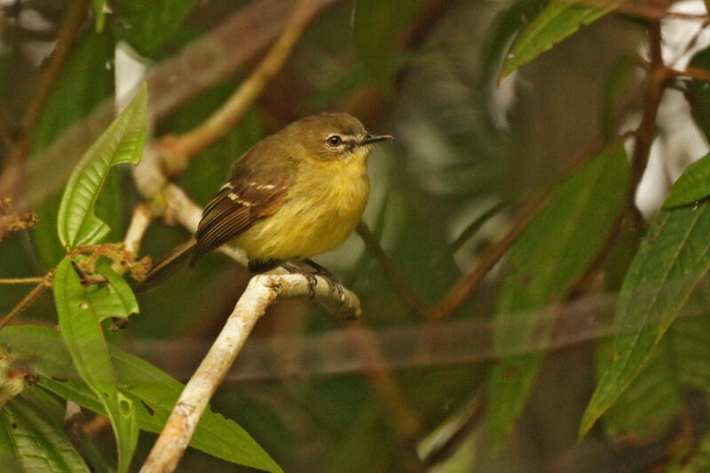 Amazonian Inezia