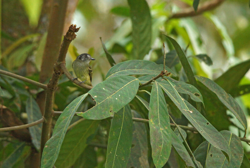 Marble-faced Bristle Tyrant