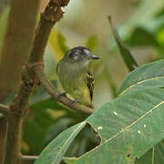 Marble-faced Bristle Tyrant