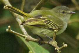 Mistletoe Tyrannulet