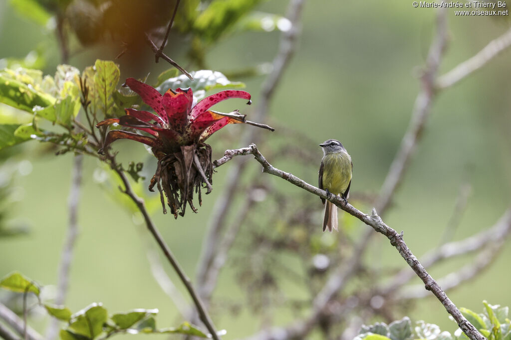 Sooty-headed Tyrannulet