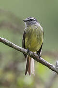 Sooty-headed Tyrannulet