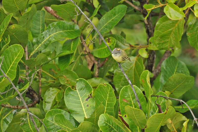 Yellow-crowned Tyrannulet