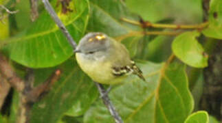 Yellow-crowned Tyrannulet