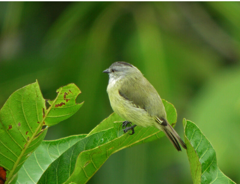 Yellow-crowned Tyrannulet