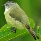 Tyranneau roitelet