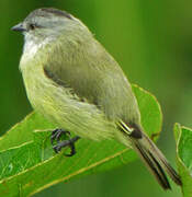 Yellow-crowned Tyrannulet