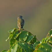 Yellow-crowned Tyrannulet