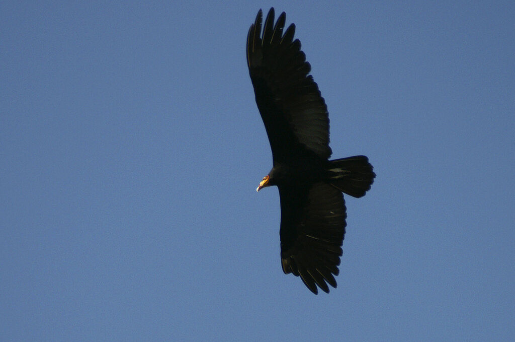 Lesser Yellow-headed Vulture