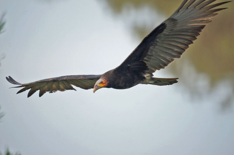 Lesser Yellow-headed Vulture